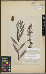 Foto von Salix alba subsp. vitellina (L.) Arcang.